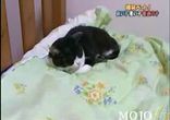 Дружба кошки и крысы