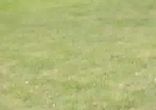 gay-bunnies