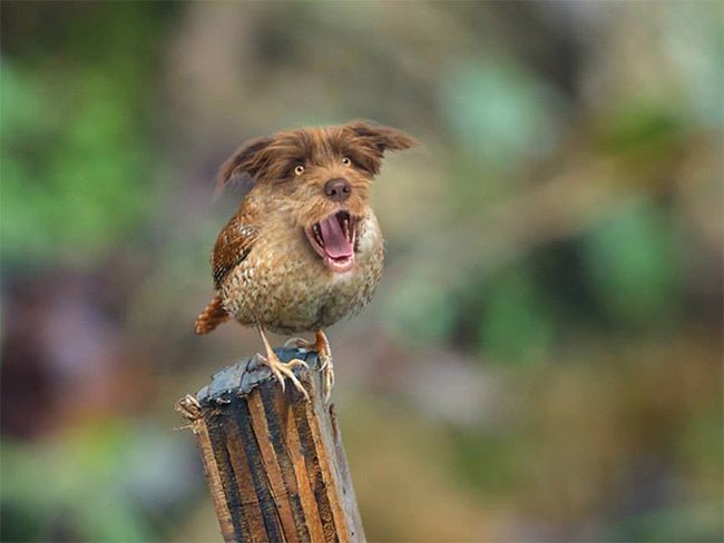 Создания, которых страшно было бы встретить