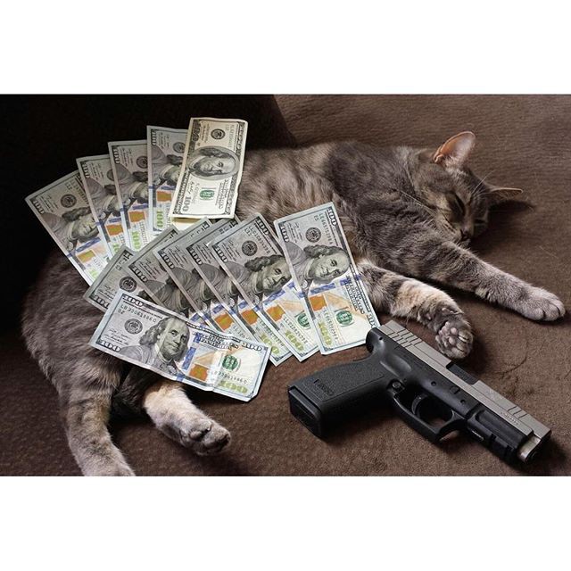 Котики, которые любят деньги