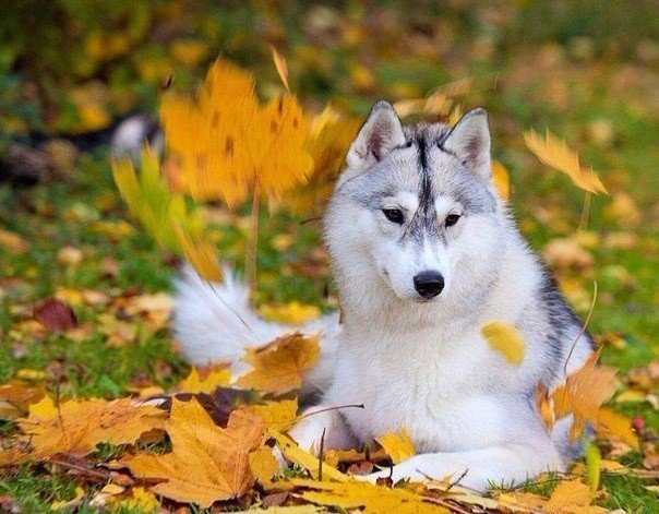 Самые очаровательные хаски