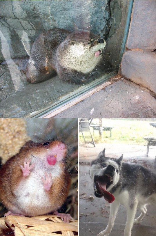 Няшки у стекла