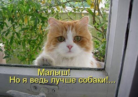 Няшные котоматрицы