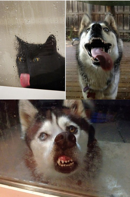 Няшки у стекла