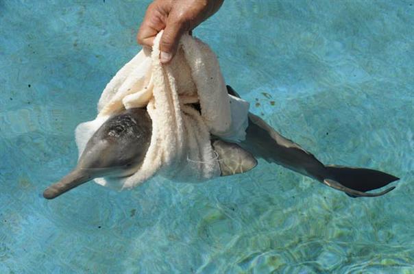 спасение дельфиненка