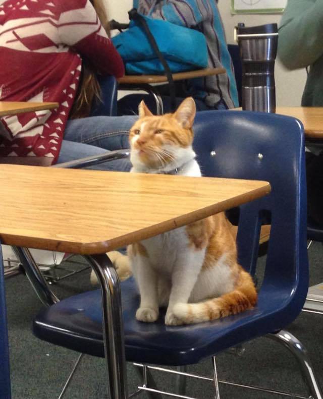 The School Cat