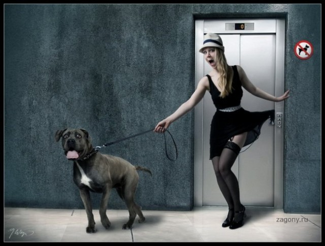 Приколы про девушек и животных