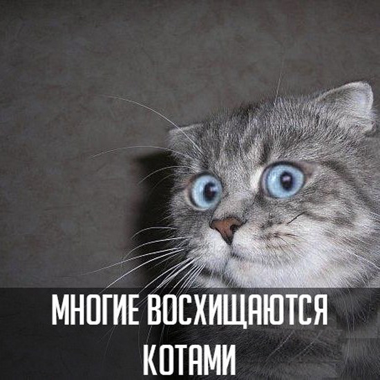 Прикол про девушек, котиков и грудь