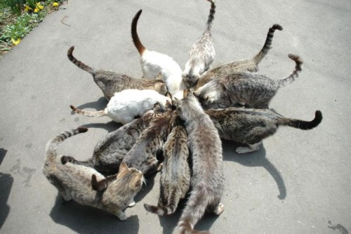 Вечный коловрат