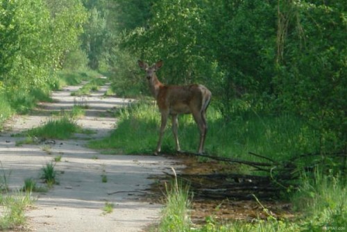 Животные из Чернобыля