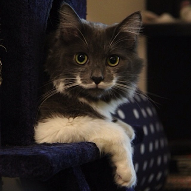 КотикиКотики