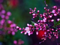 Цветущие кусты