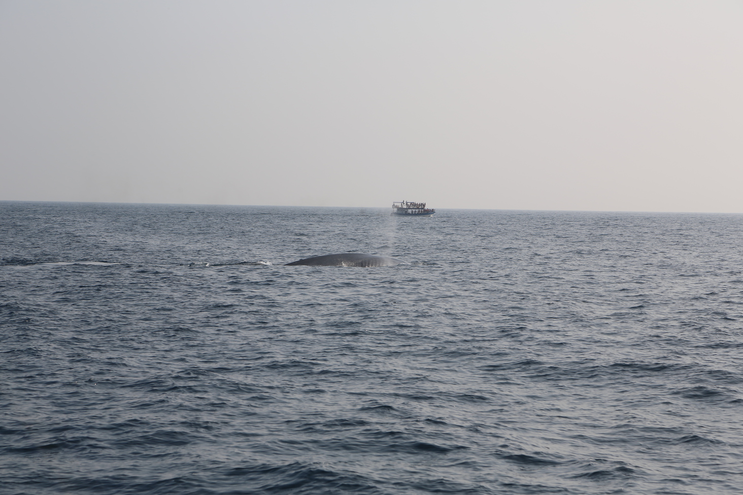 Дмитрий Каднай о Шри-Ланке: все, что вы не прочитаете в путеводителе об острове