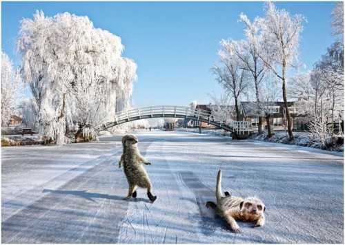 Спортивные миркаты-няшки