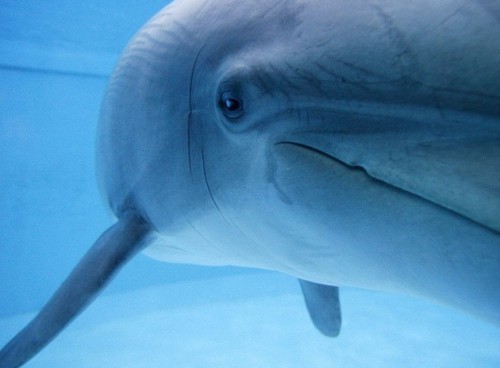 Диковинная фауна