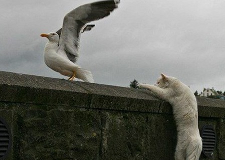 Говорите с кошками!