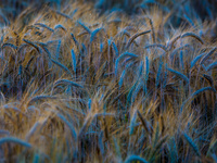 Патриотическая пшеница