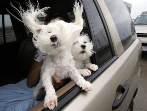 Собаки смешняки