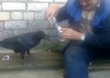 Мужик бухает с вороной