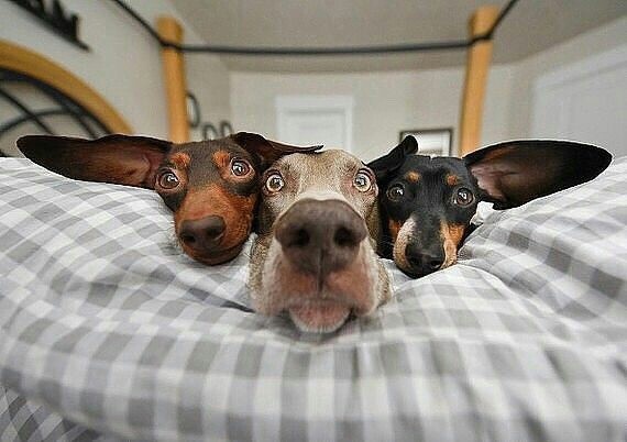 Мимимишный пост