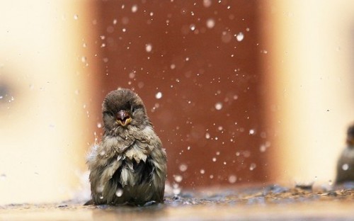 Животные модели