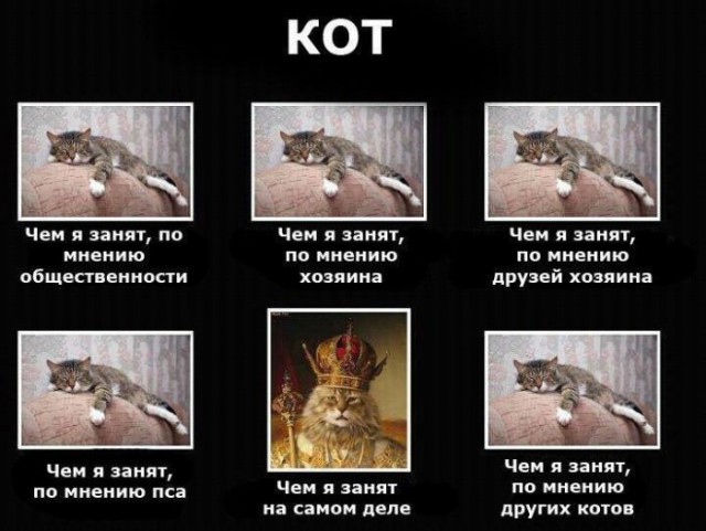 Правдивый прикол про кота