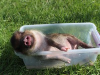 Год свиньи 2019