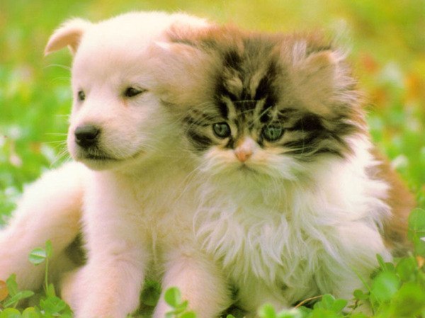 Пушистые котэ-няшки