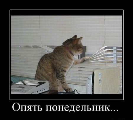 Демотиваторы про котов