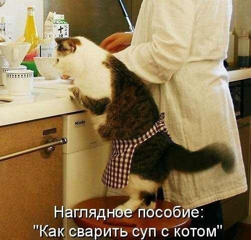 Кулинария для котов