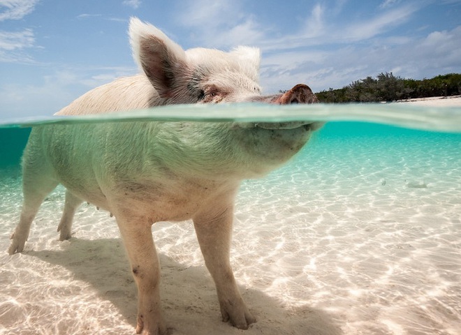 Необычный туризм: Остров плавающих свинок