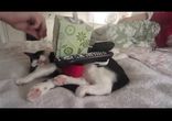 11 вещей, которые знакомы хозяевам кошек)