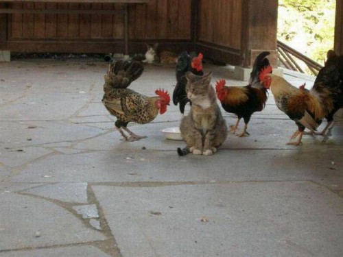 Забавные фотоприколы