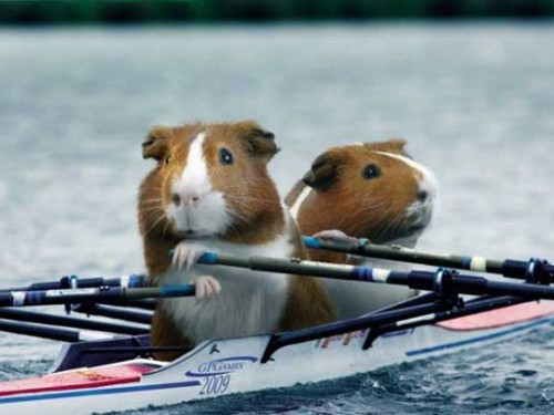 Свинья олимпиада