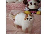 Кот Снупи Кот Снупи