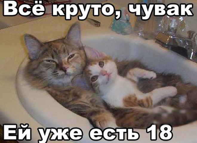 Скачать прикольные и красивые картинки: Прикол про кота на fun.tochka.net