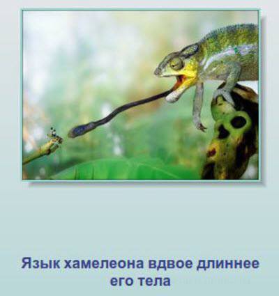 Неизвестные факты о животных