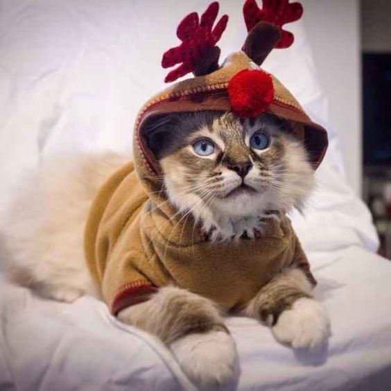 Костюмы для животных на Новый год
