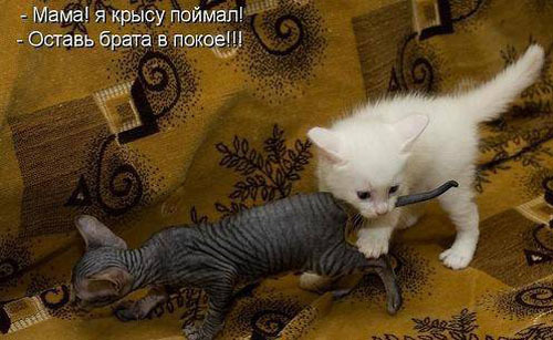 ТОП лучших котоматриц