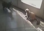 Собакен на котэ присидакен [  -')  ]