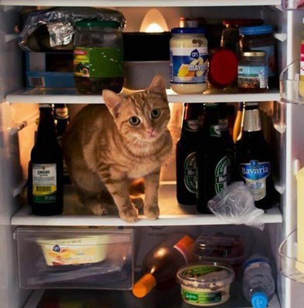 Голодные котейки или застукали в холодильнике