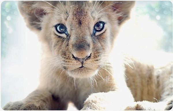 Очаровательный львонок