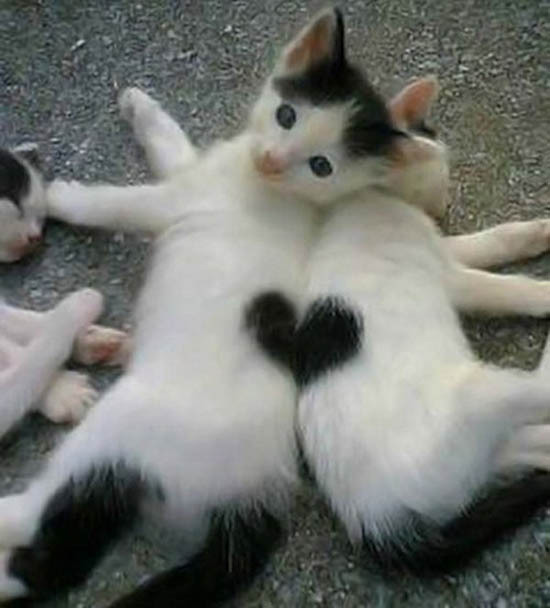 Коты любви. Романтические картинки животных