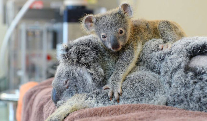 Трепетная любовь: детеныш коалы обнимает свою маму во время операции (фото)