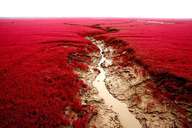 Самые красивые места в мире: Красный пляж, гордость Китая