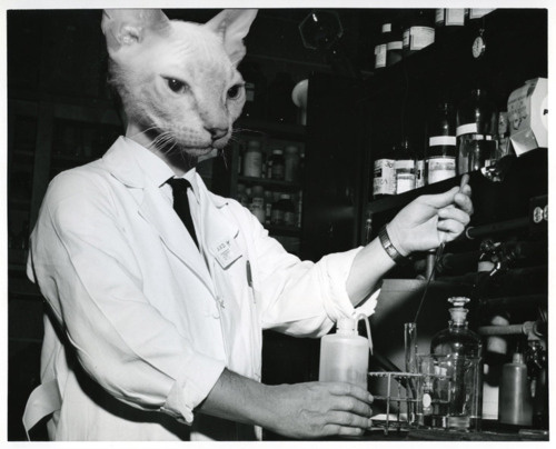 Коты в роли научных работников