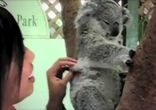 Забавные и милые коалы