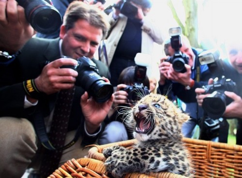 Диковинная фауна