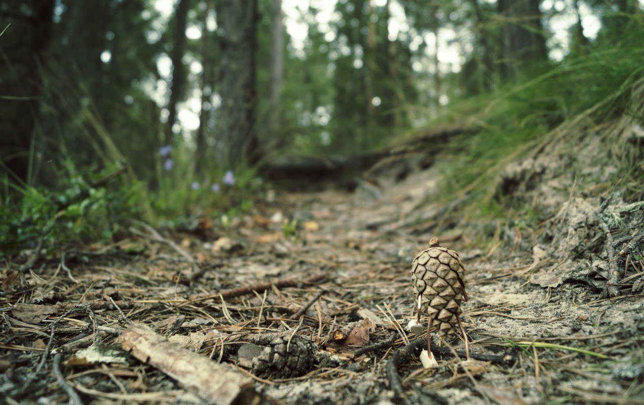 #ПутешествиеСосновойШишки часть 1