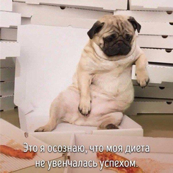 Животные совсем как мы